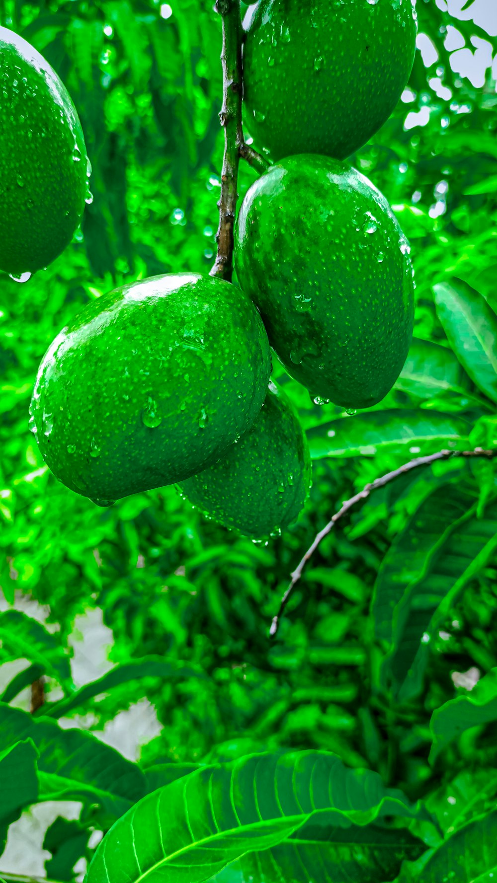 a bunch of green fruit hanging from a tree