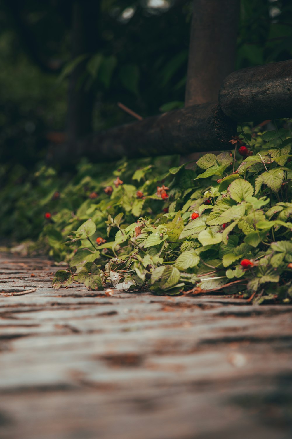 a red umbrella sitting on the side of a brick road