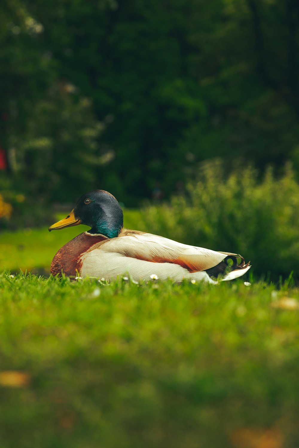 a duck sitting in the grass in a park