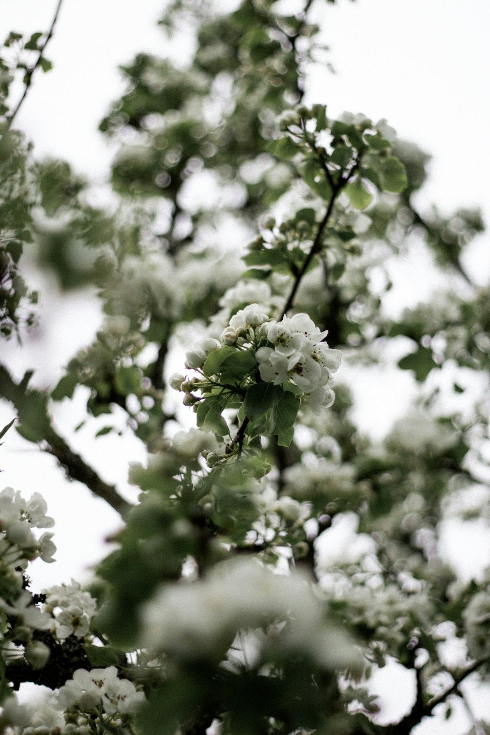 a tree filled with lots of white flowers