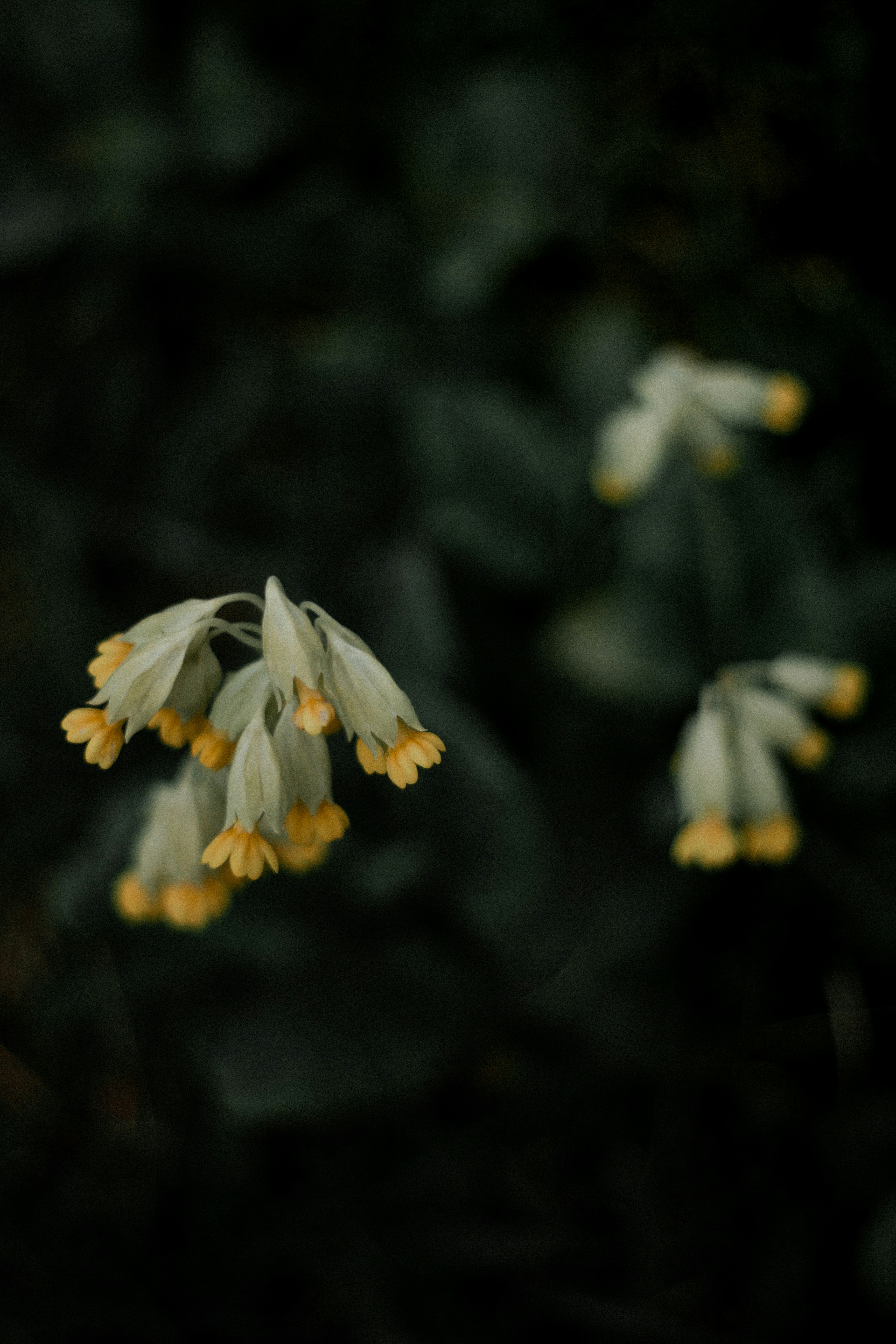 Photo by tinnnc