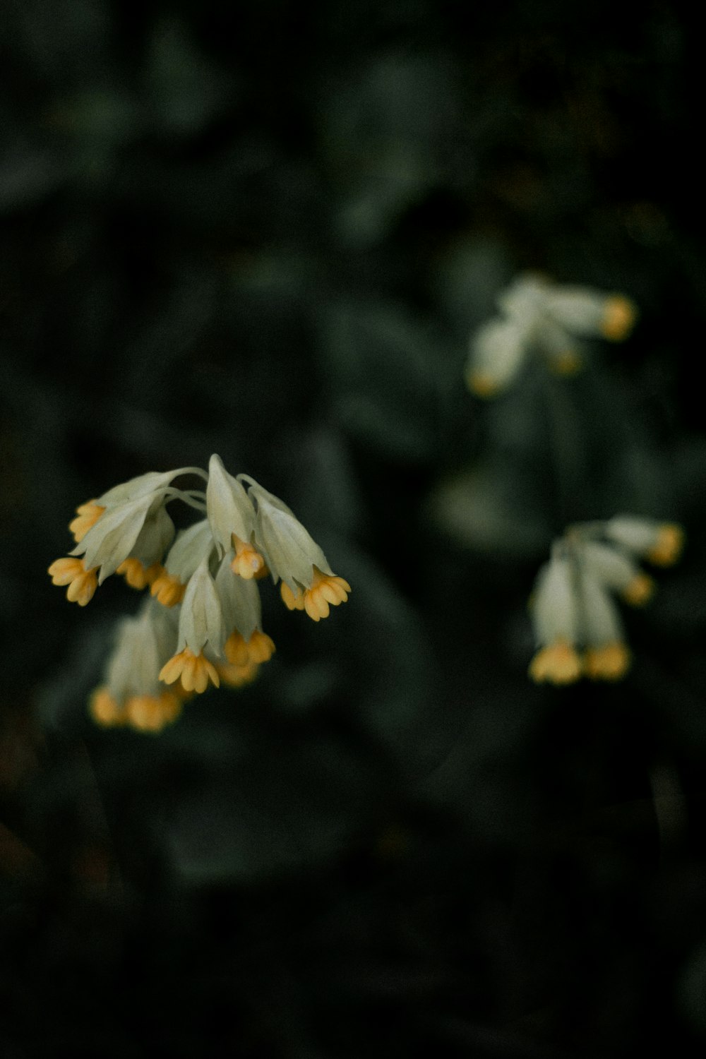 a group of white flowers with yellow centers