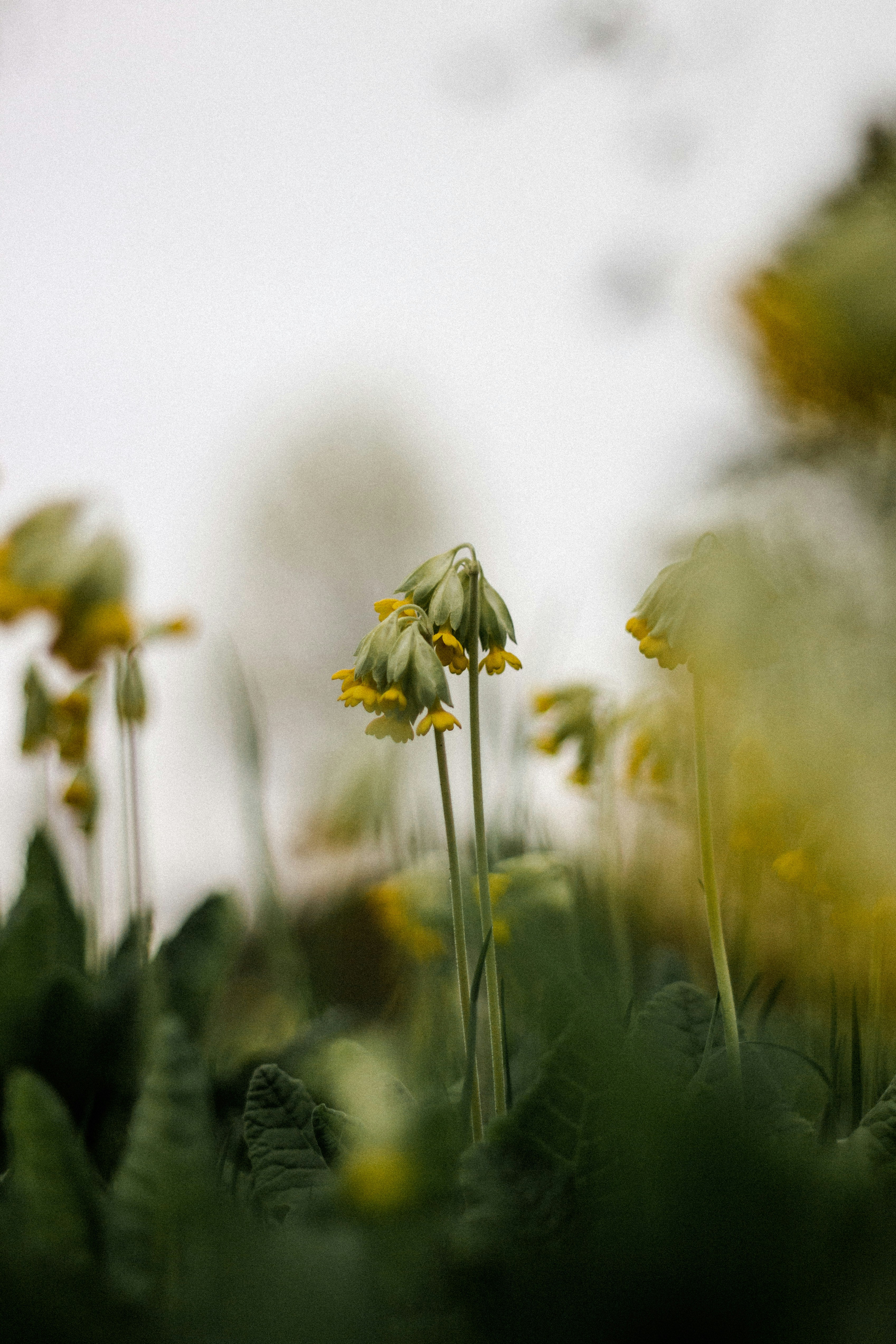 ein Strauß Blumen, die im Gras sind