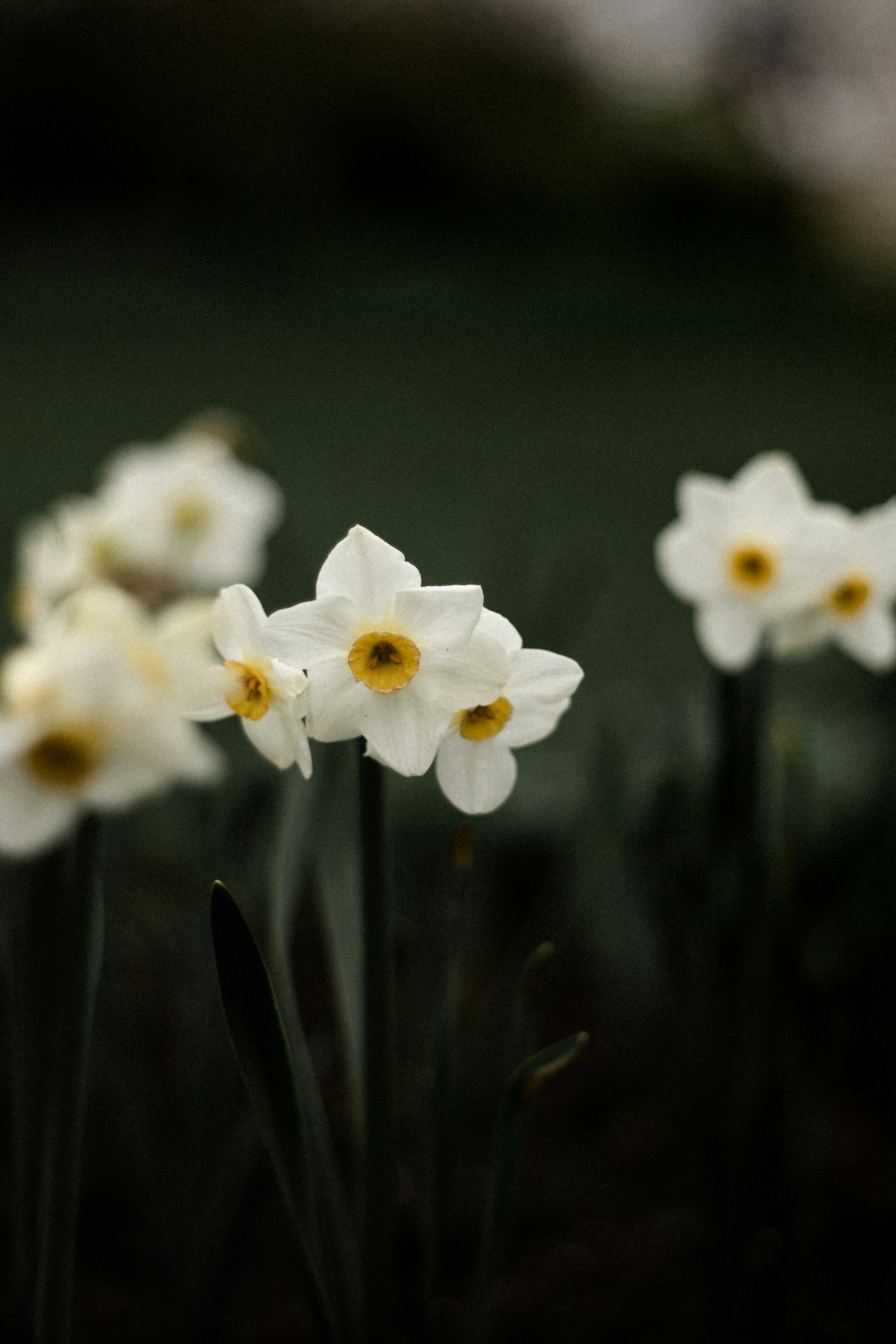 a group of white flowers with yellow centers