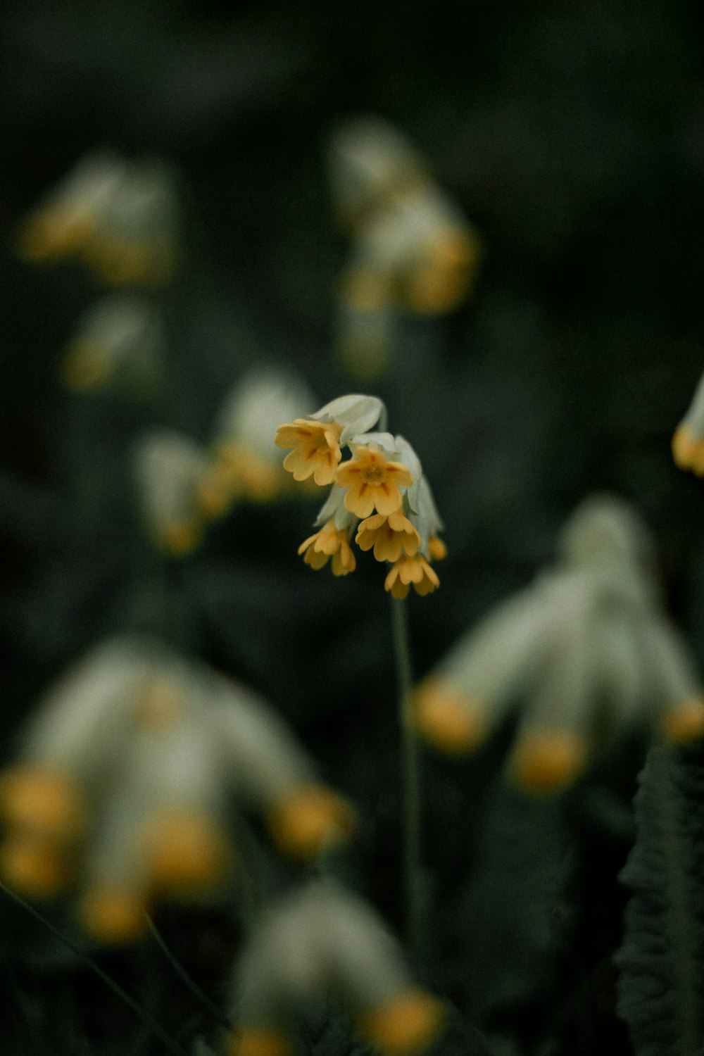 a bunch of yellow flowers that are in the grass