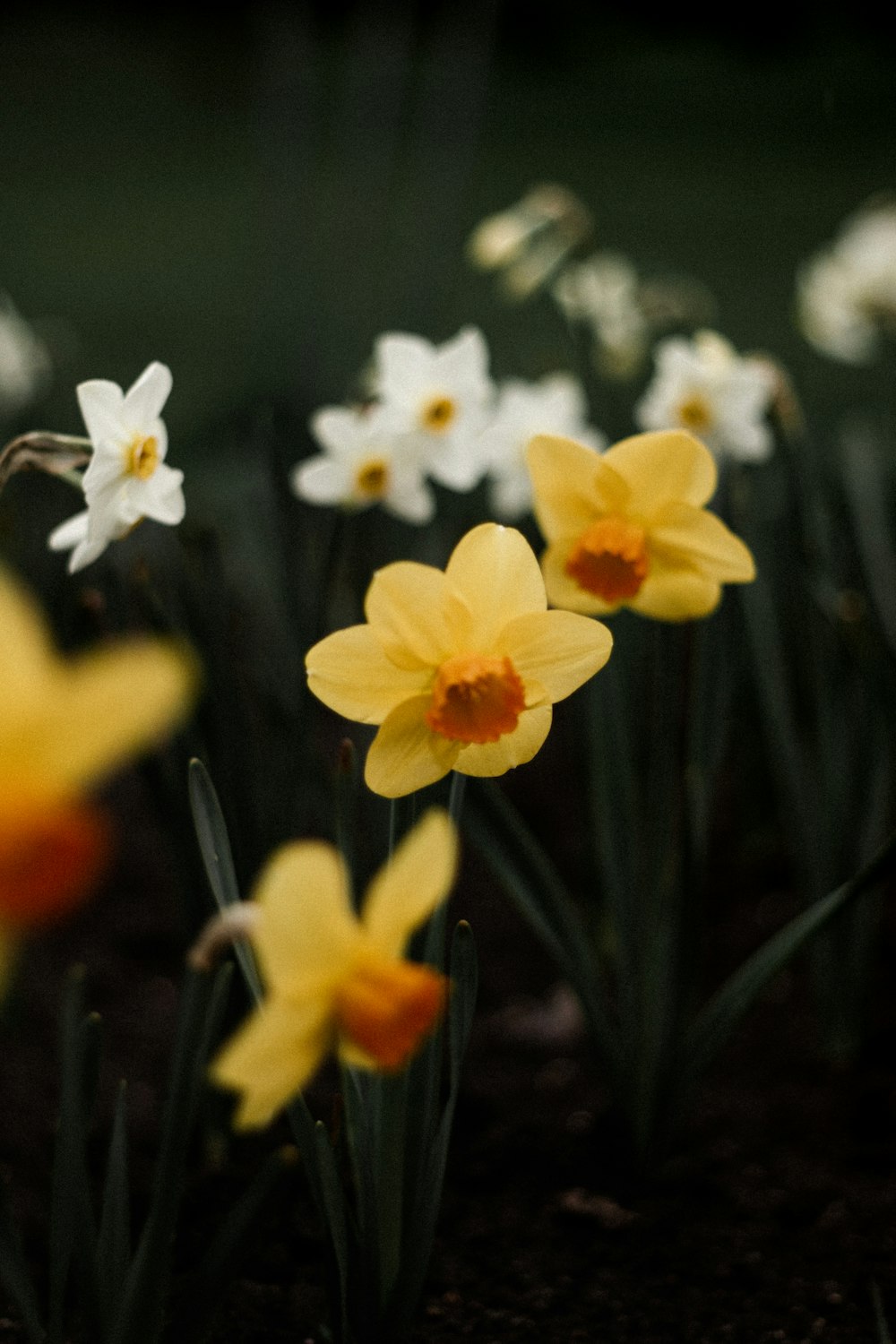 a group of yellow and white daffodils