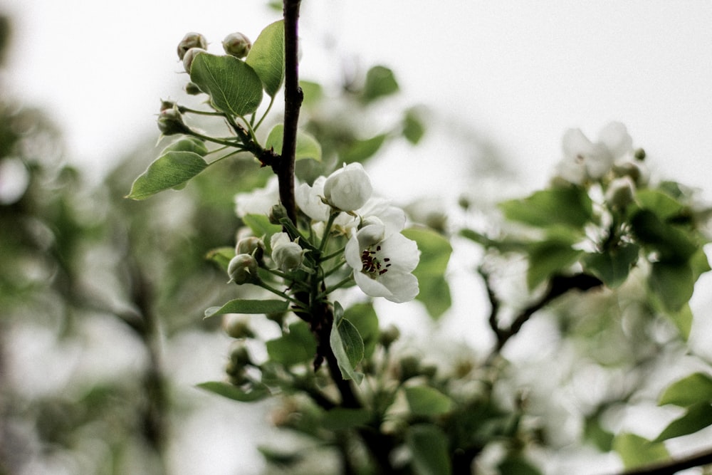 a branch with white flowers and green leaves