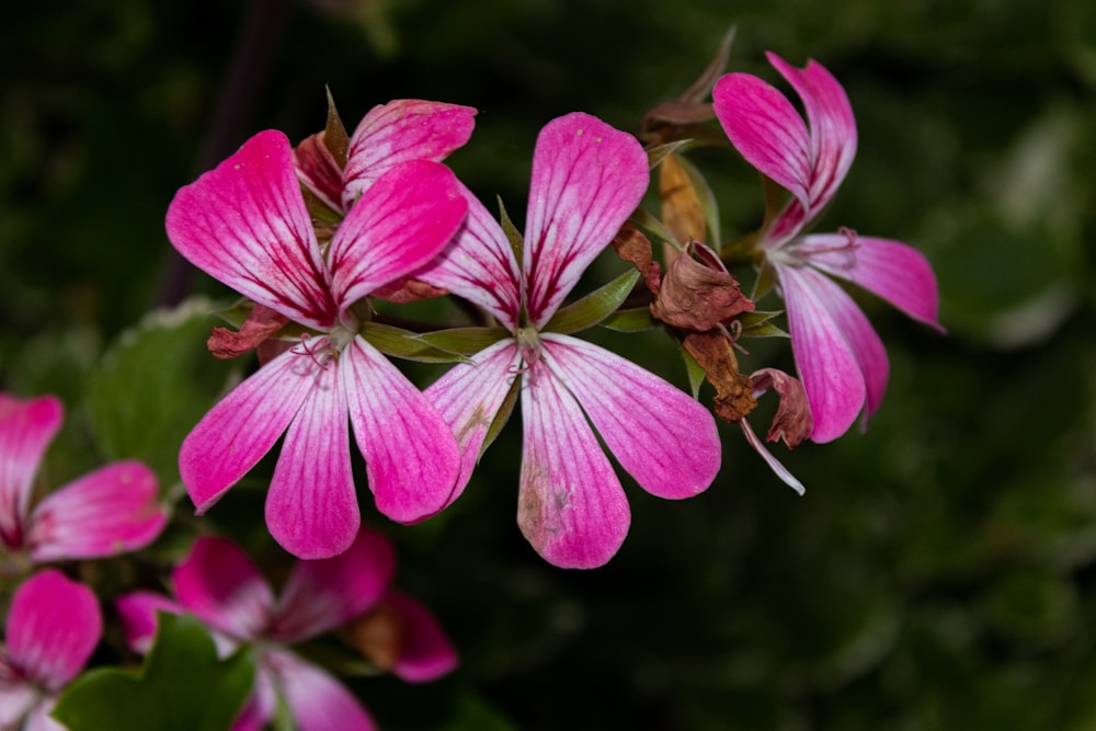 a close up of pink flowers with green leaves