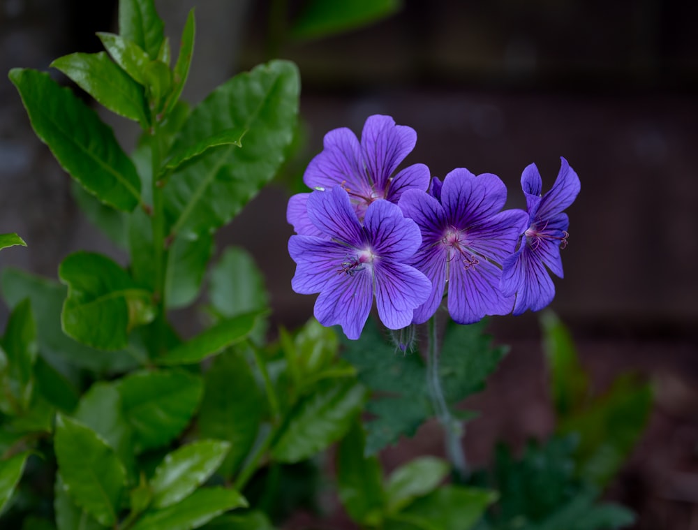 a close up of a purple flower with green leaves