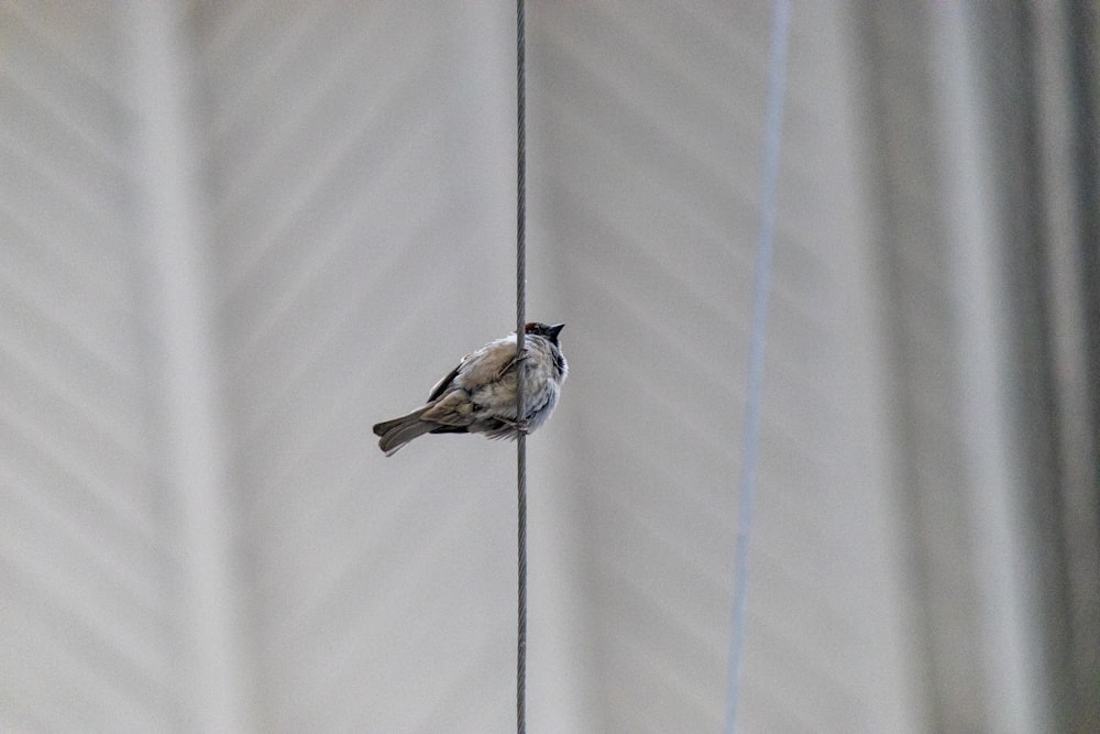 un petit oiseau assis sur un fil de fer