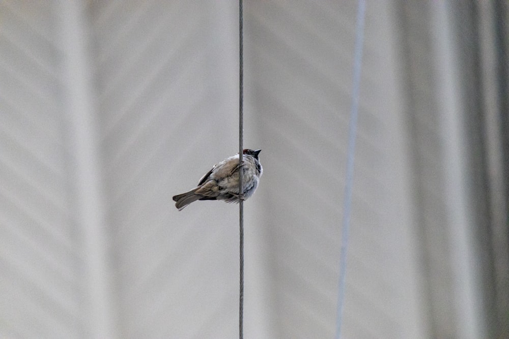 a small bird sitting on top of a wire