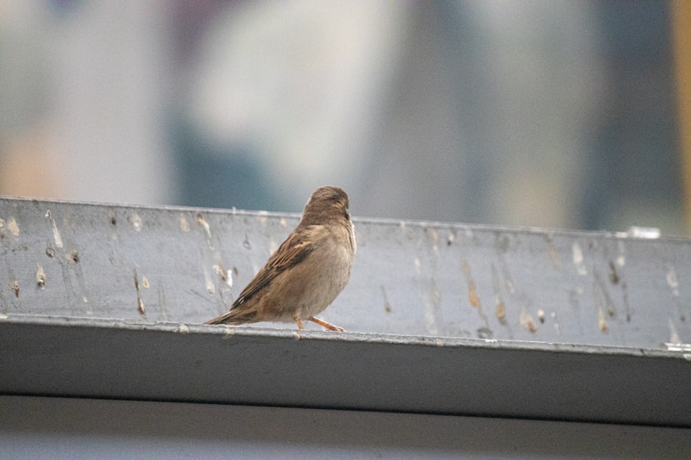 a small brown bird sitting on top of a window sill
