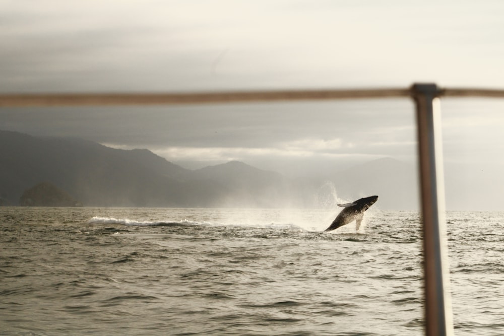 a whale is jumping out of the water