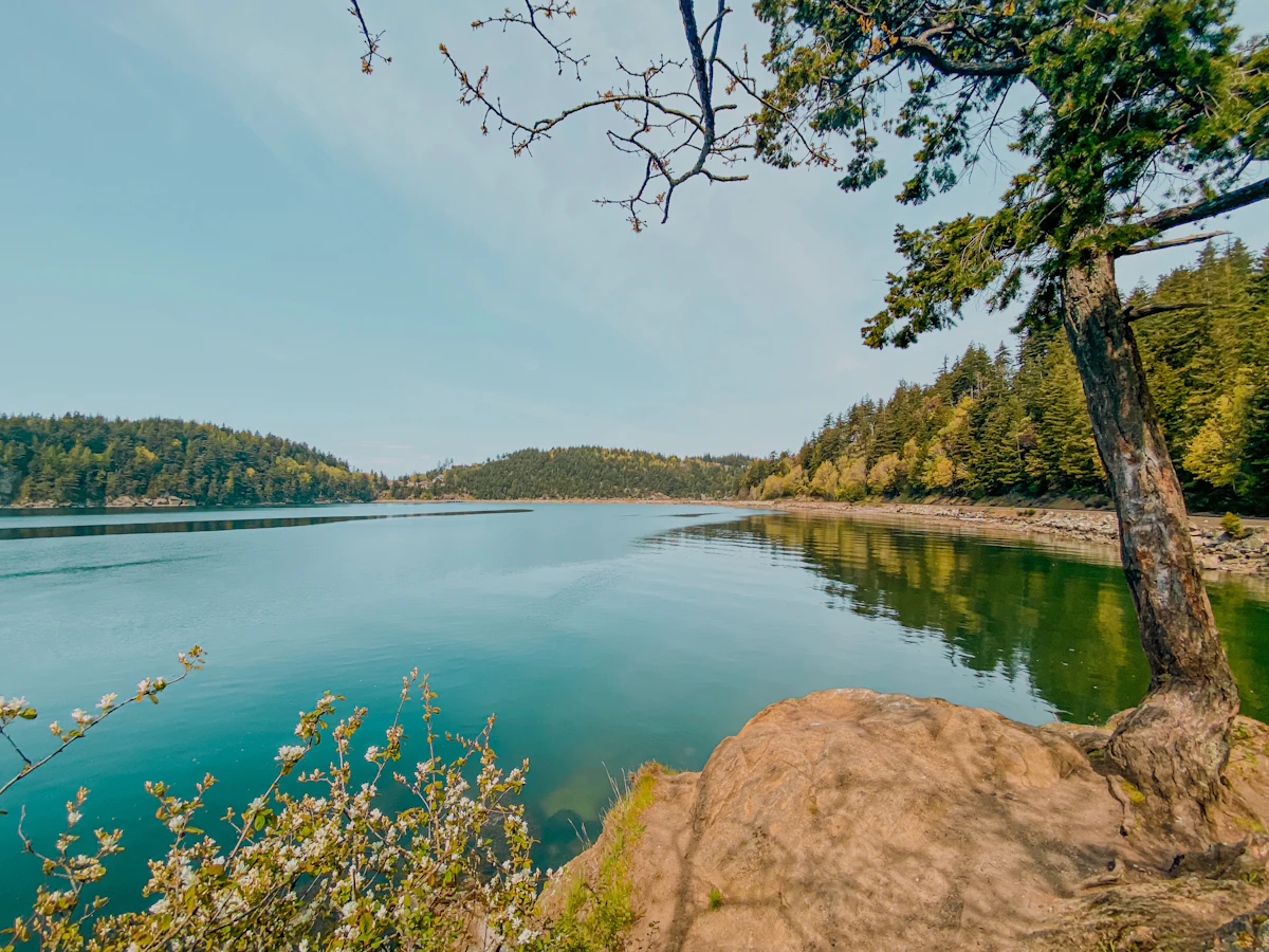 Teddy Bear Cove off Chuckanut Drive, a calm green bay ringed by forest, with a leaning tree on a rock ledge
