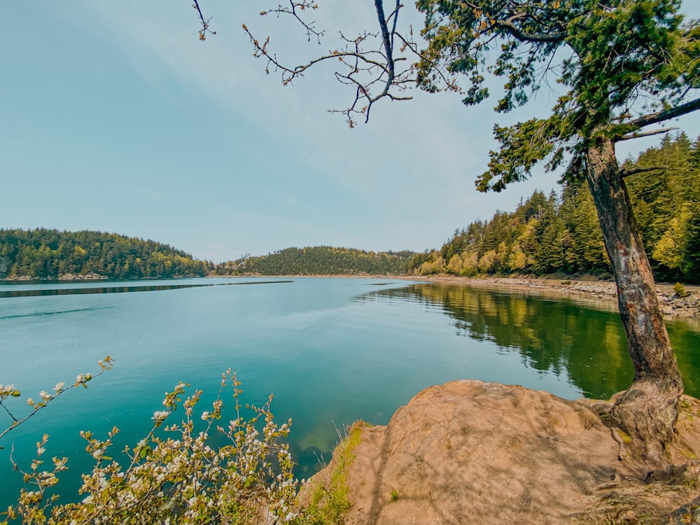 a body of water surrounded by a forest