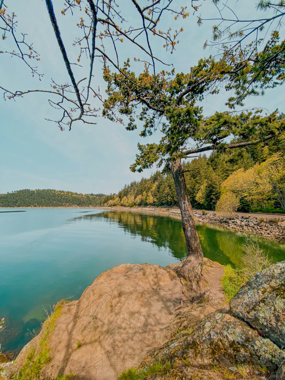 Ein Baum auf einem Felsen in der Nähe eines Gewässers