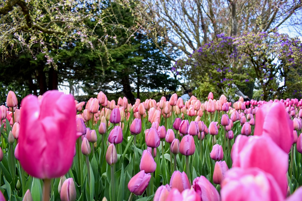 a field of pink tulips with trees in the background