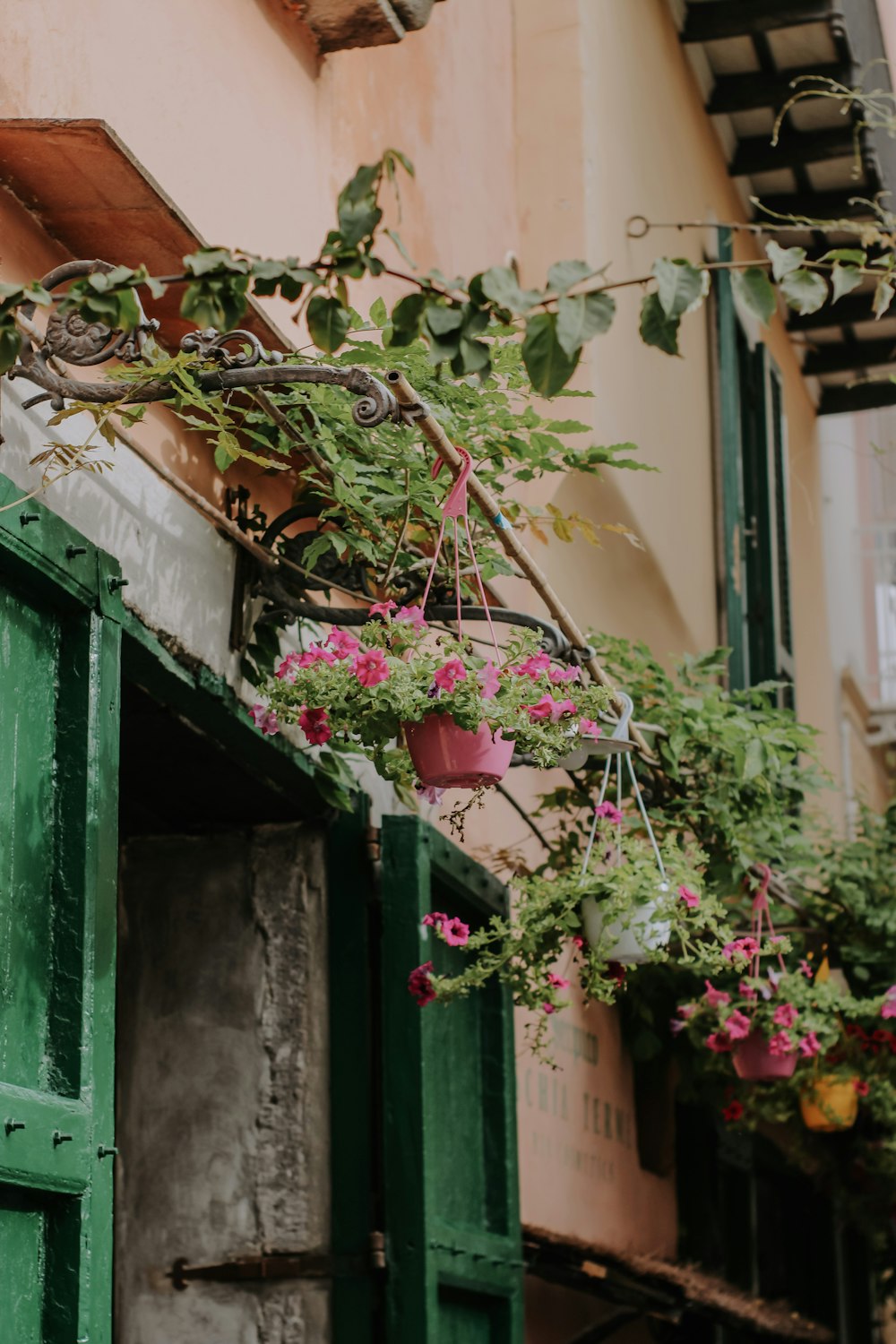 a bunch of flowers hanging from the side of a building