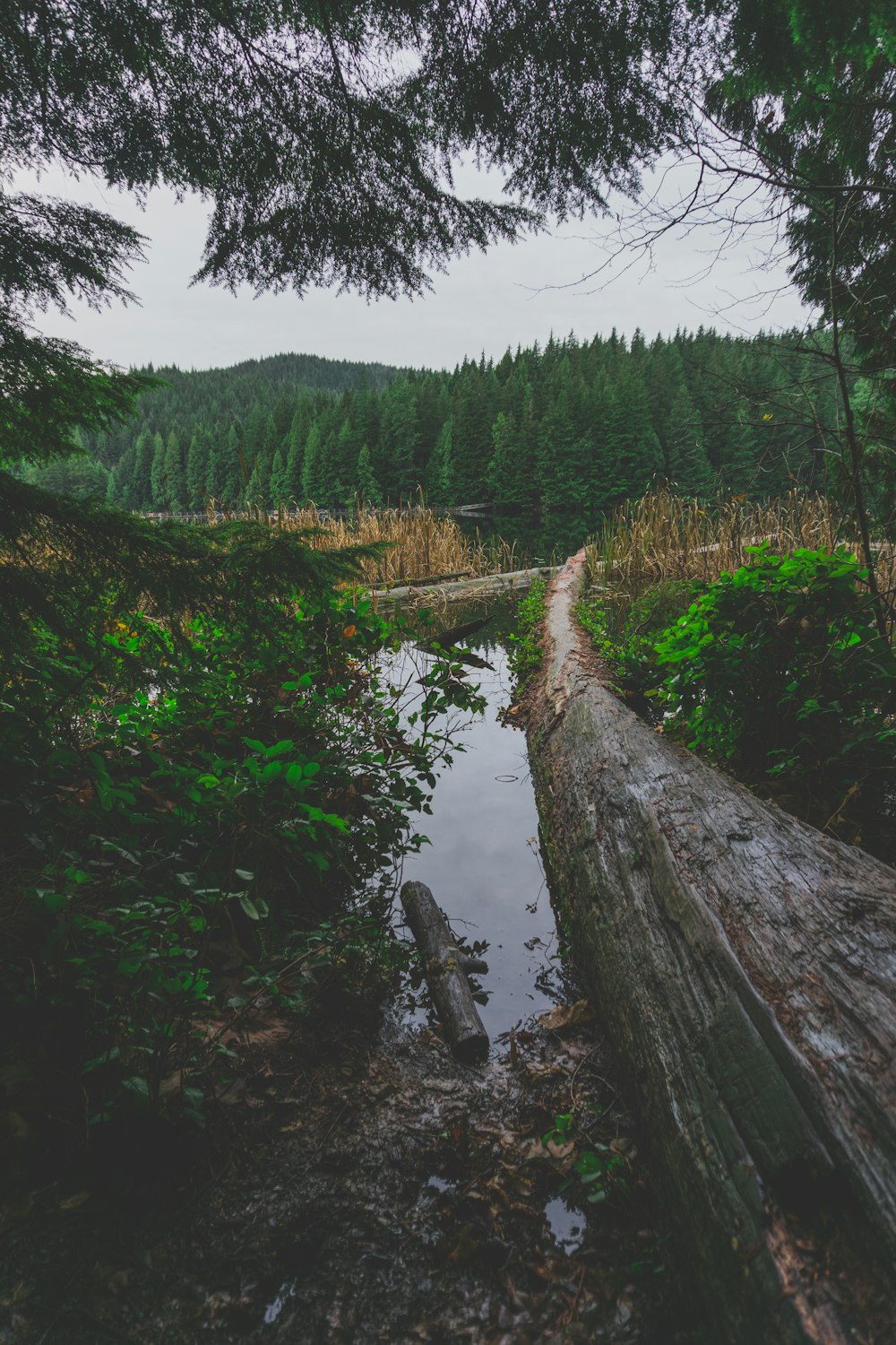 a log laying across a small stream in a forest