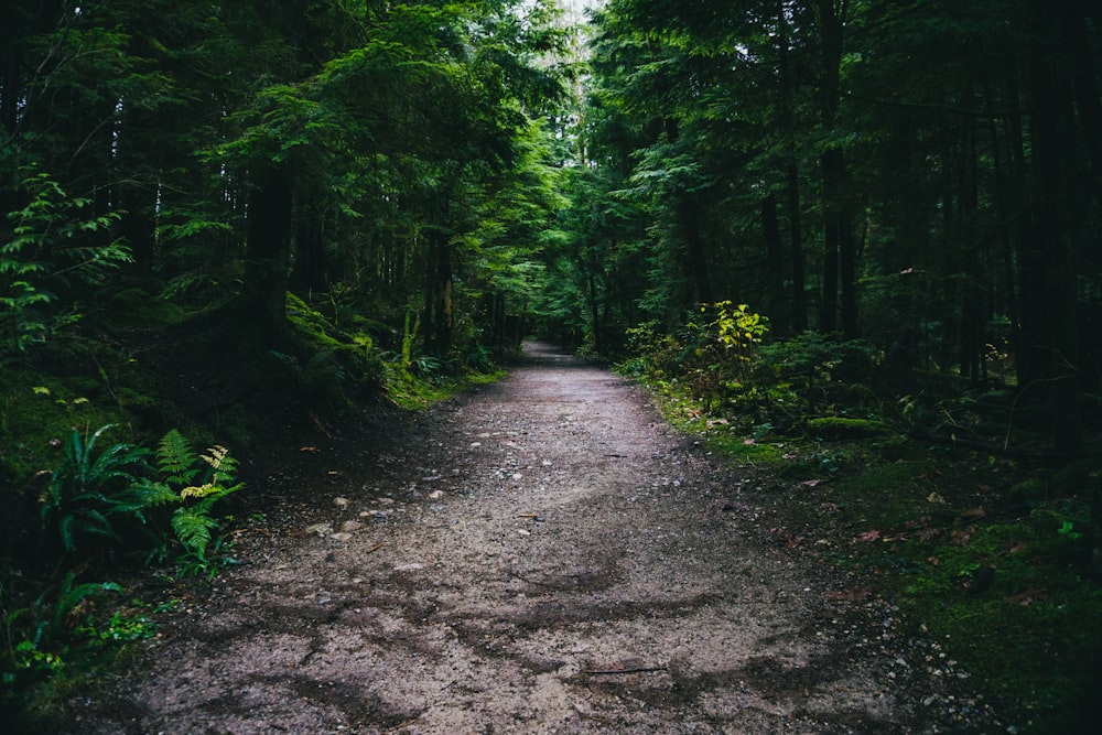 a dirt road in the middle of a forest