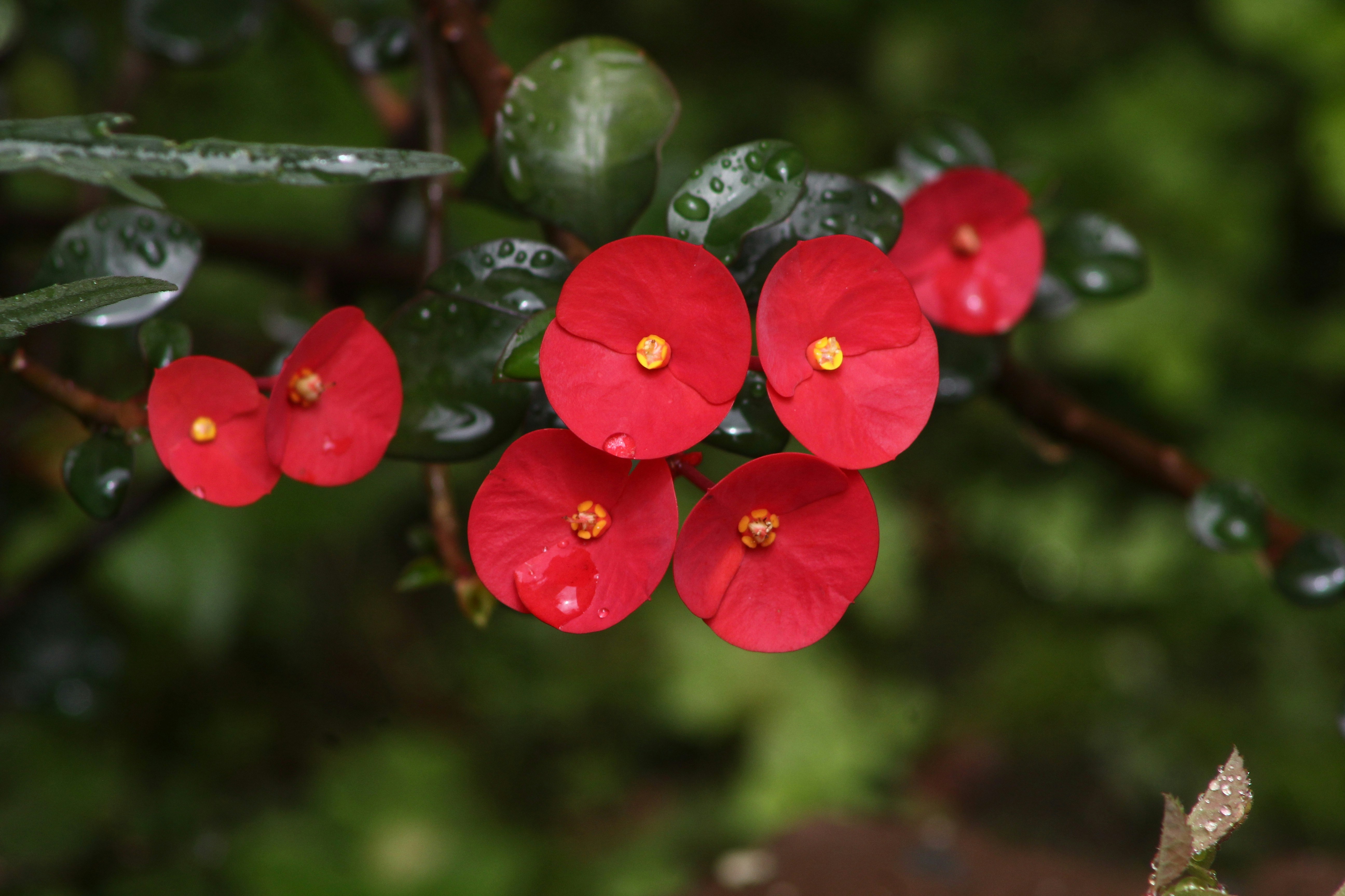 Close-up photograph of red five-petaled flowers with water droplets on glossy leaves, set against a soft, blurred green background.