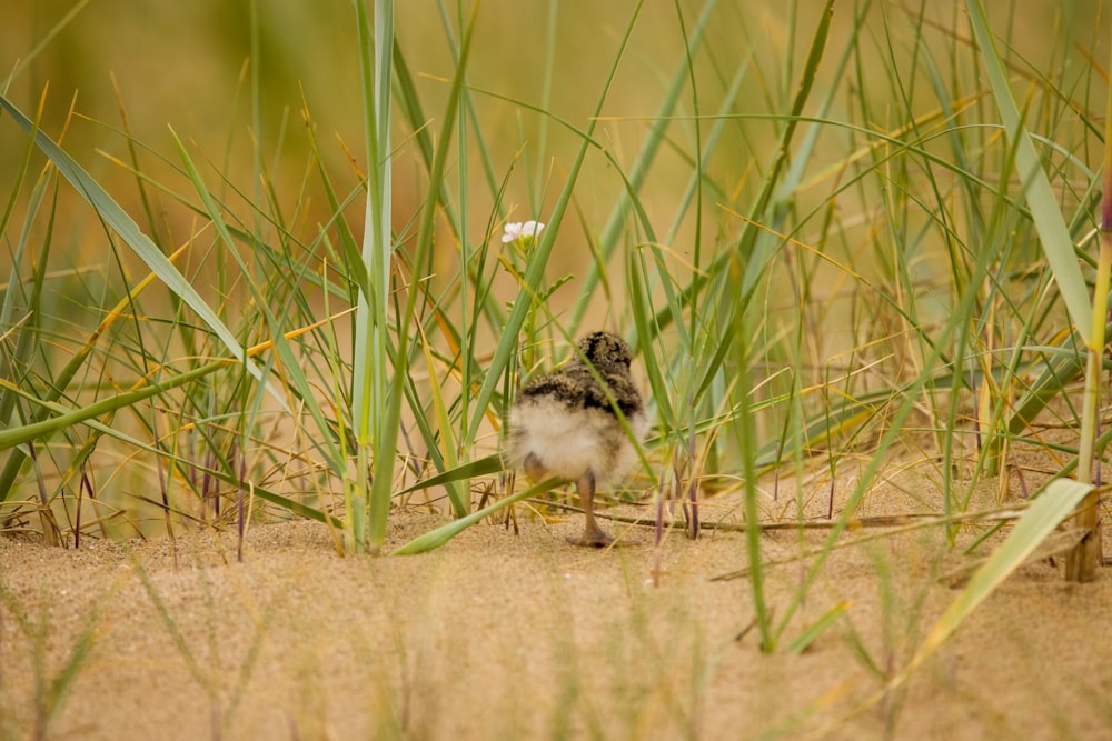 a small bird standing on top of a sandy beach