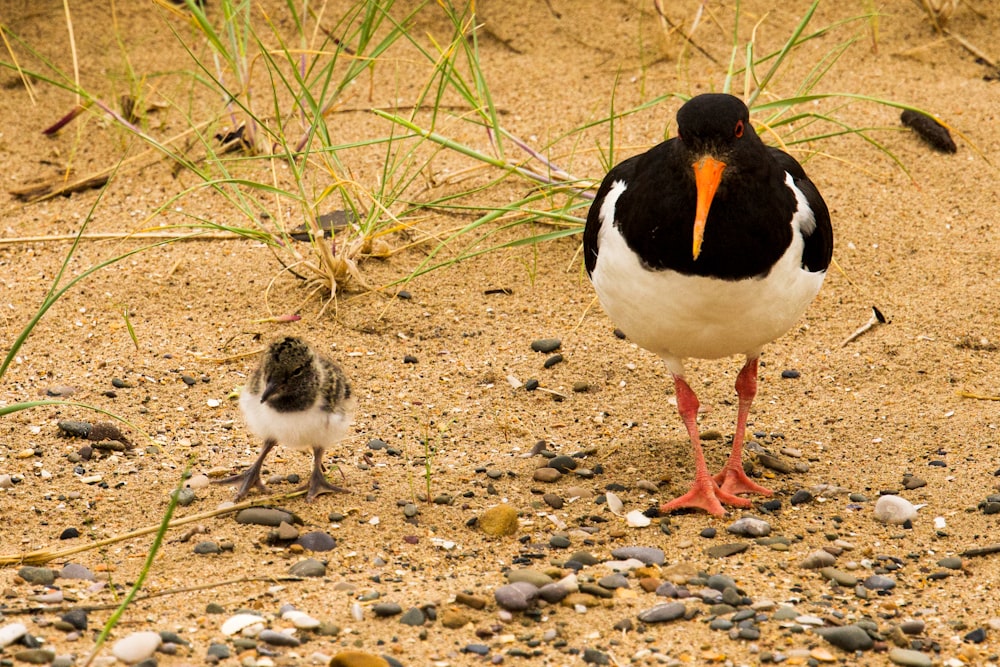 a black and white bird standing next to a baby bird