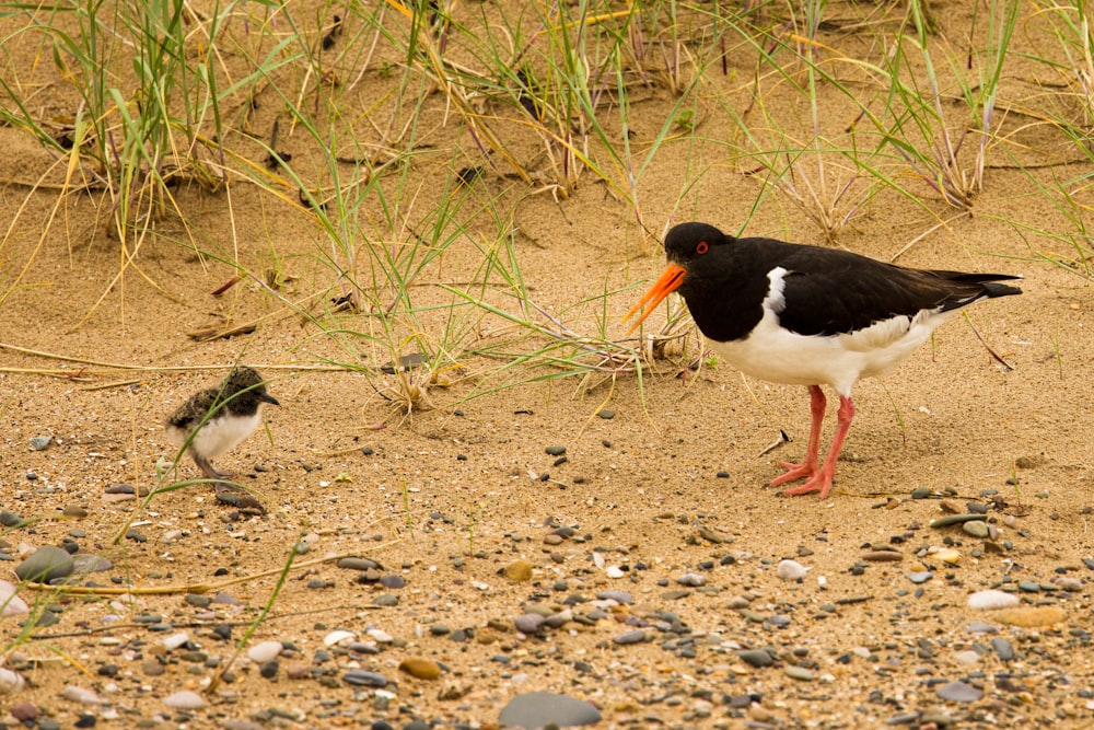 a black and white bird standing on top of a sandy beach