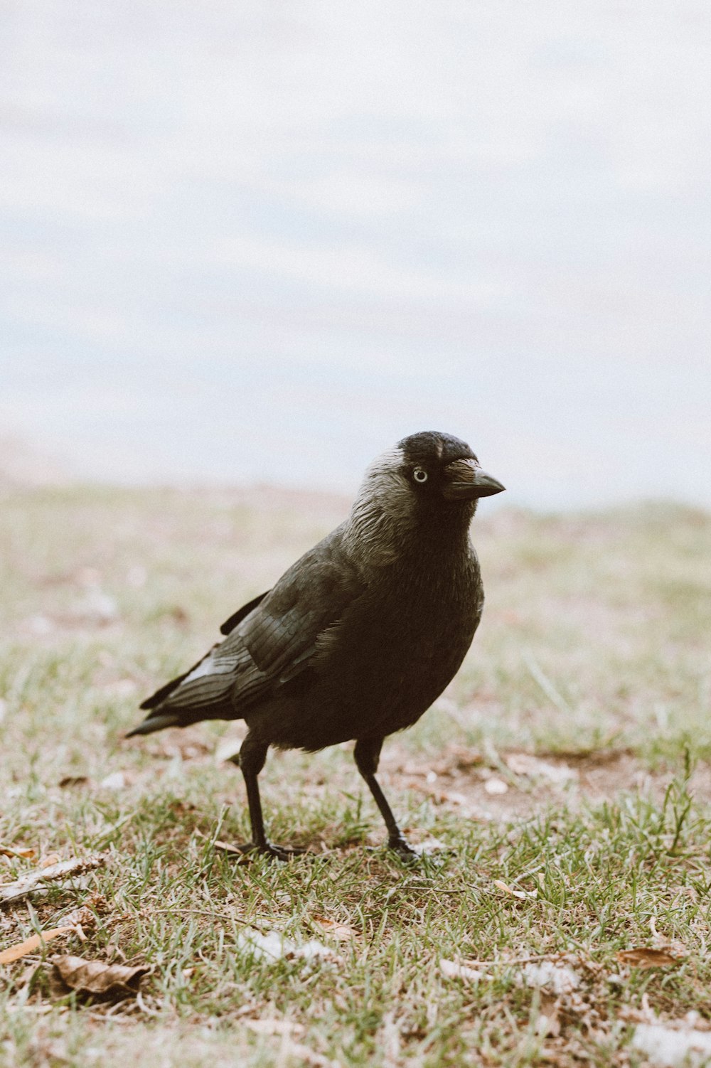 a black bird standing on top of a grass covered field