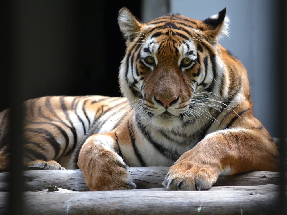 a large tiger laying on top of a wooden platform