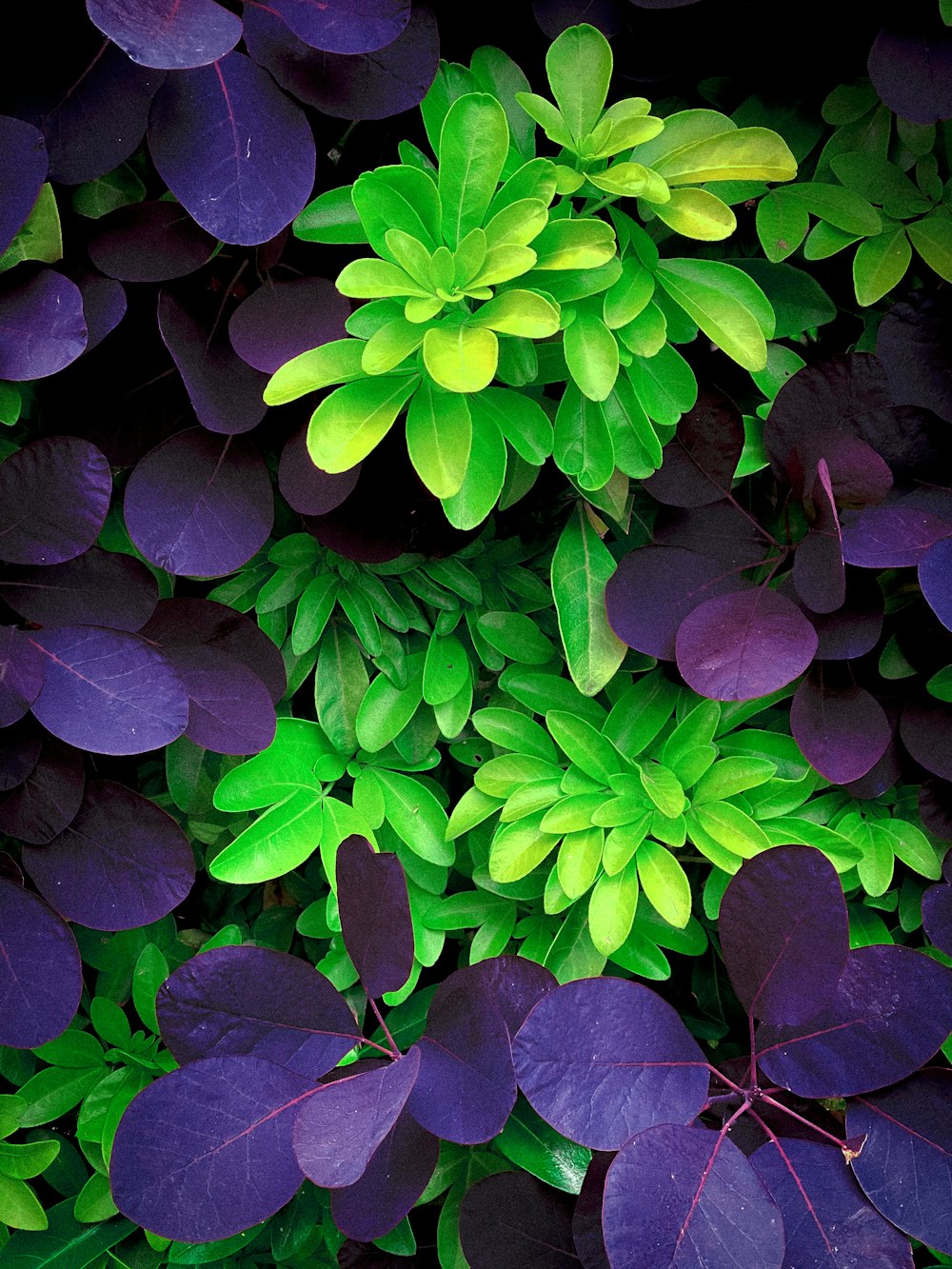 a bunch of purple and green leaves on a plant