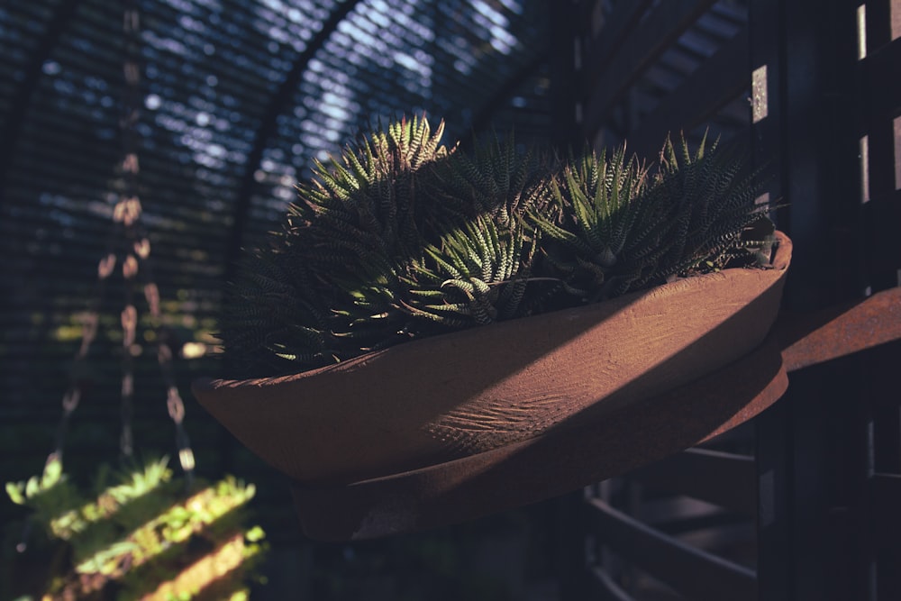una pianta in vaso seduta sopra una panca di legno