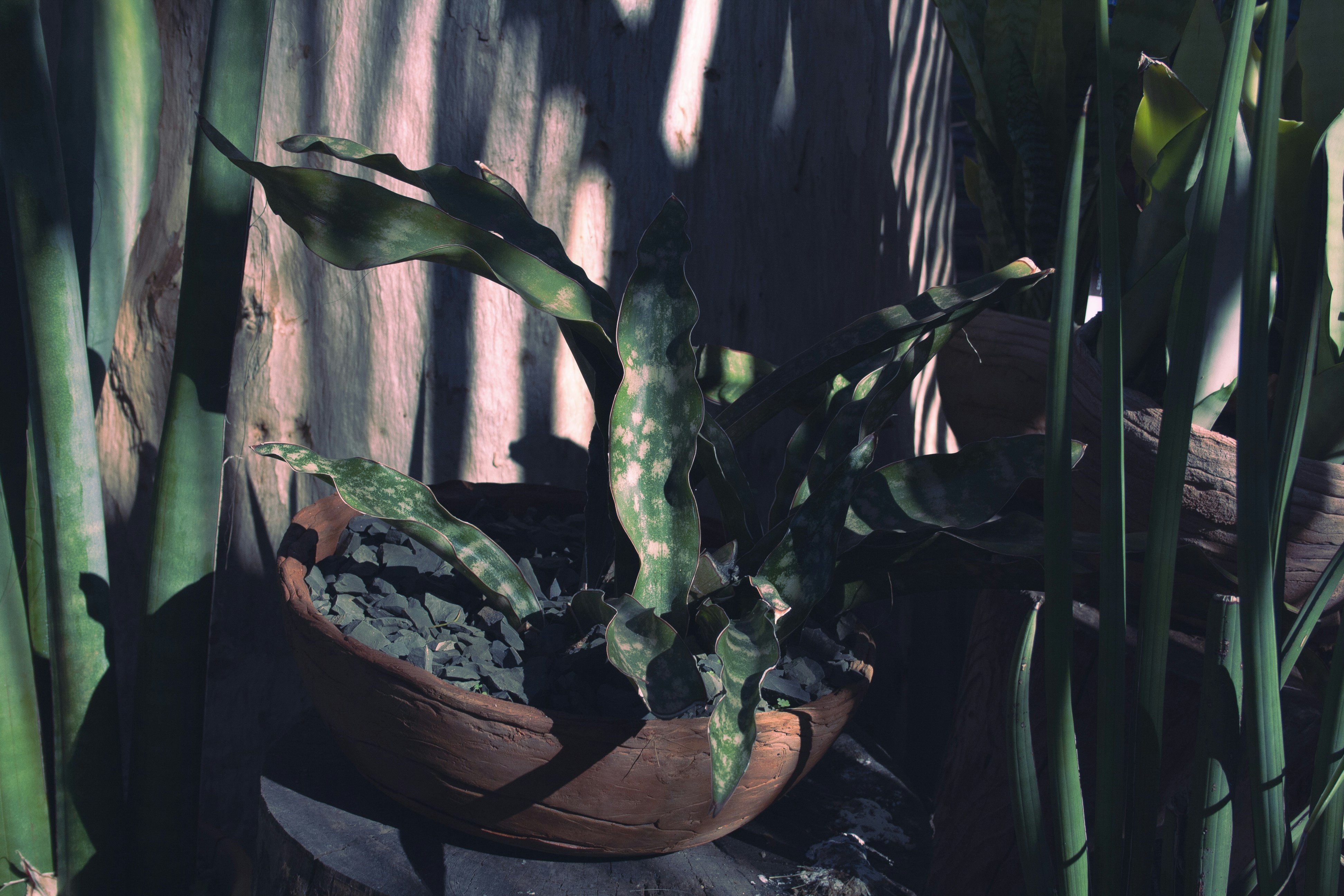 a potted plant sitting on top of a wooden table