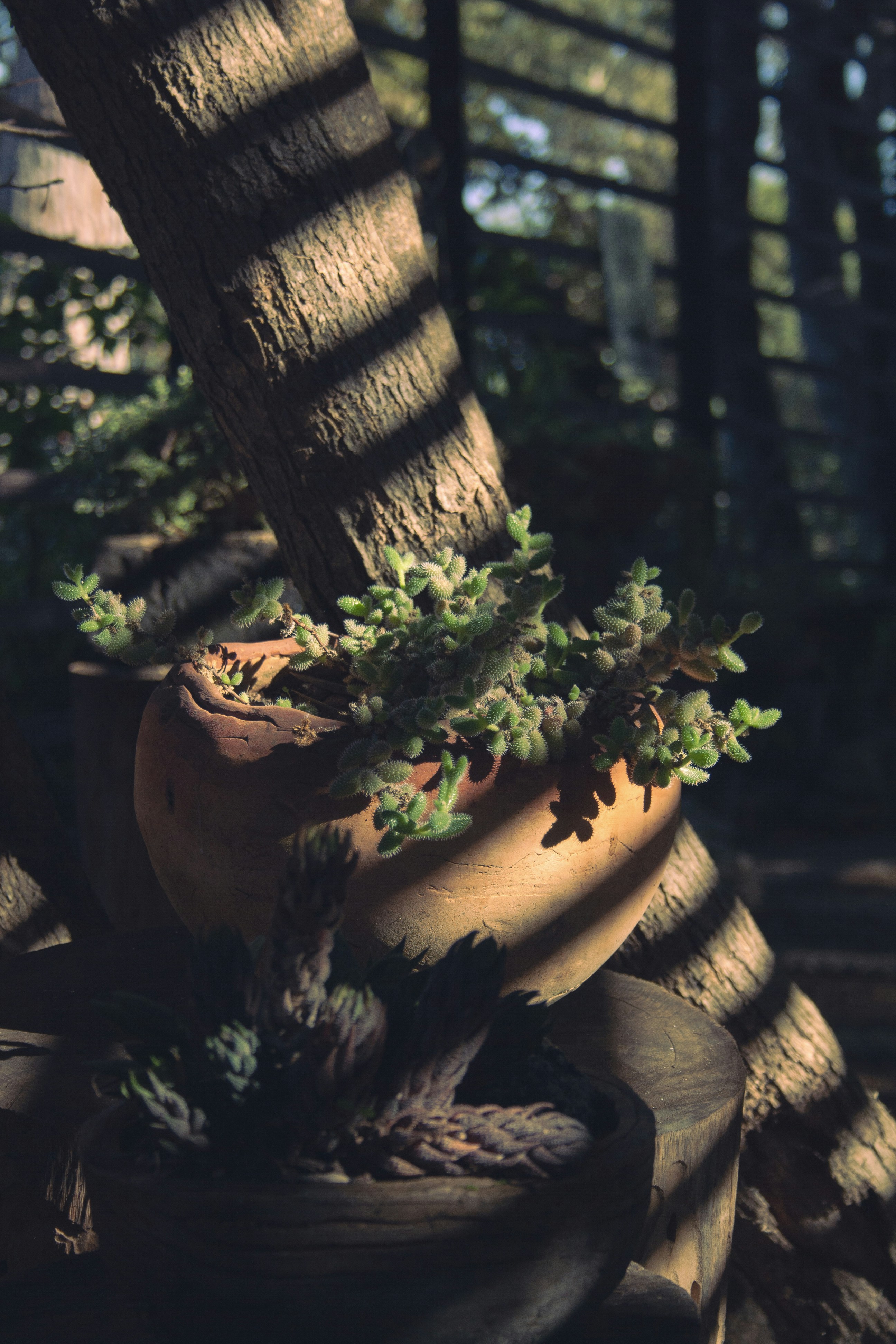una planta en maceta sentada encima de una mesa de madera