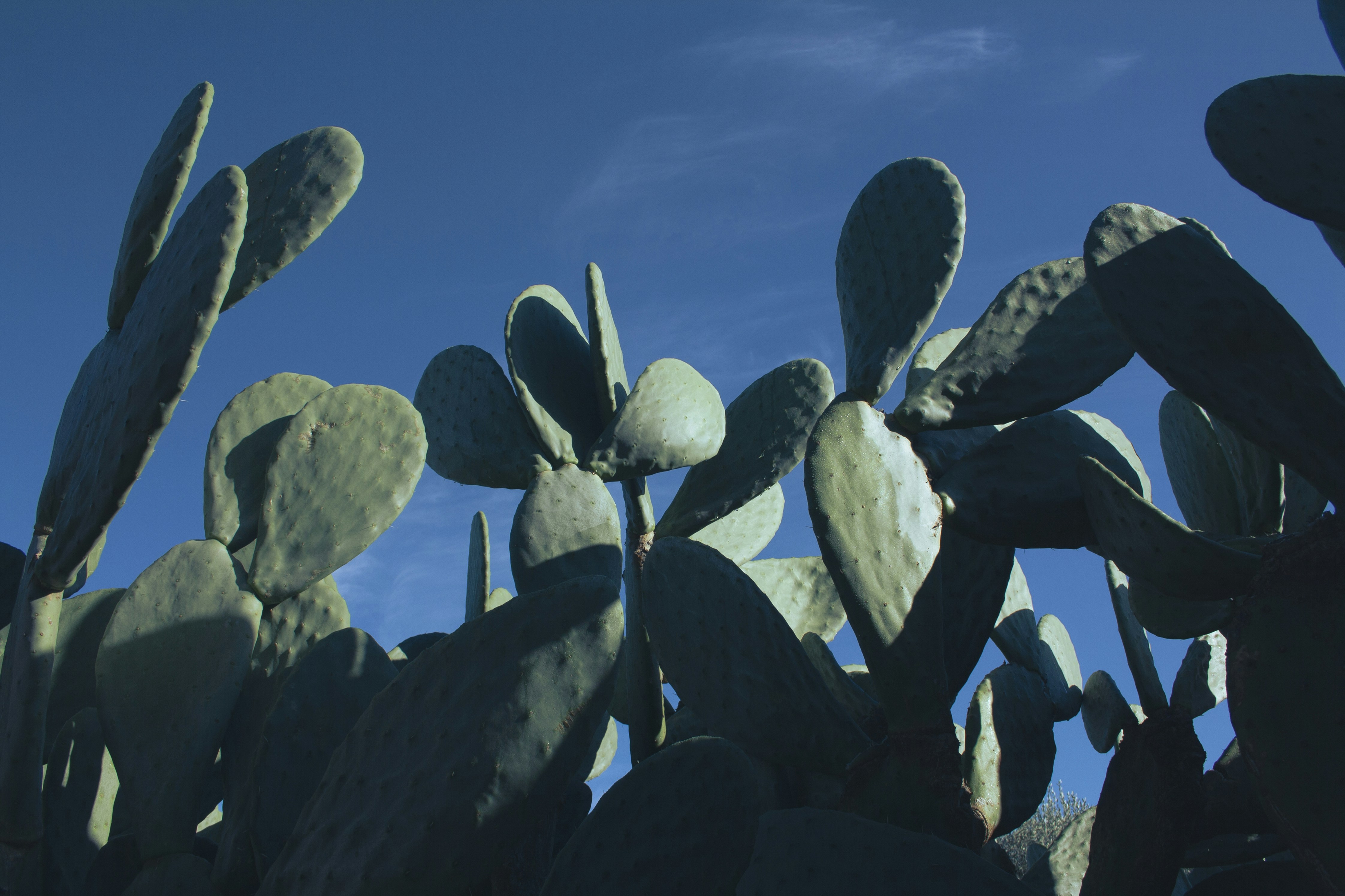 Can Nopal Be Grown In A Greenhouse?