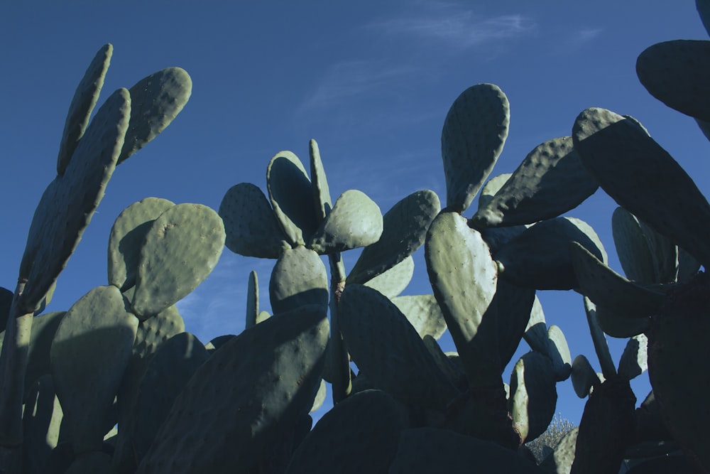 a group of cactus plants against a blue sky