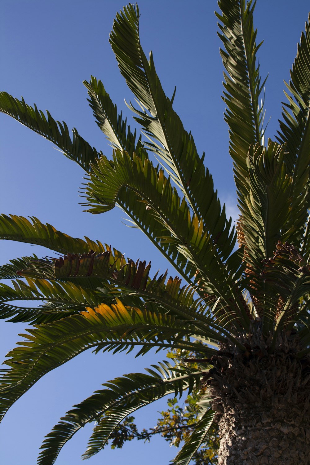 a palm tree with a blue sky in the background