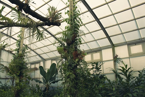 An interior view of a greenhouse filled with vibrant plants.
