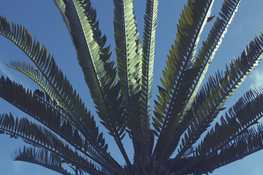 a palm tree with a blue sky in the background