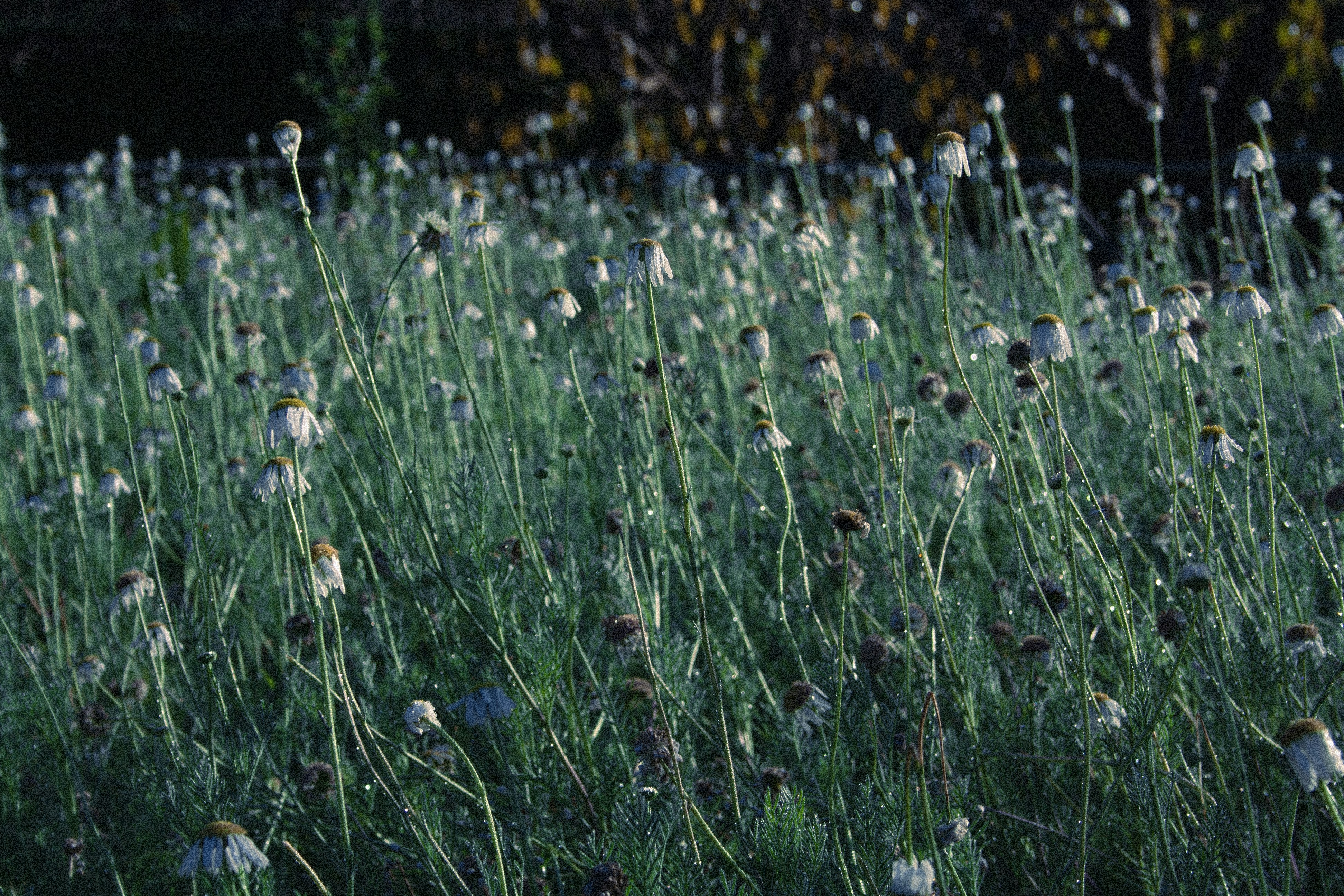 Photo by amy_harrison