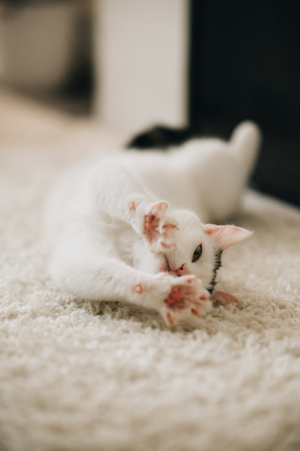 a cat laying on the floor with its paws on the floor