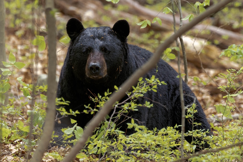 American black bear sitting in green woodland habitat, similar to the bears at Baylor's Bear Habitat