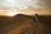 A couple embracing at sunset on golden desert dunes with soft light.