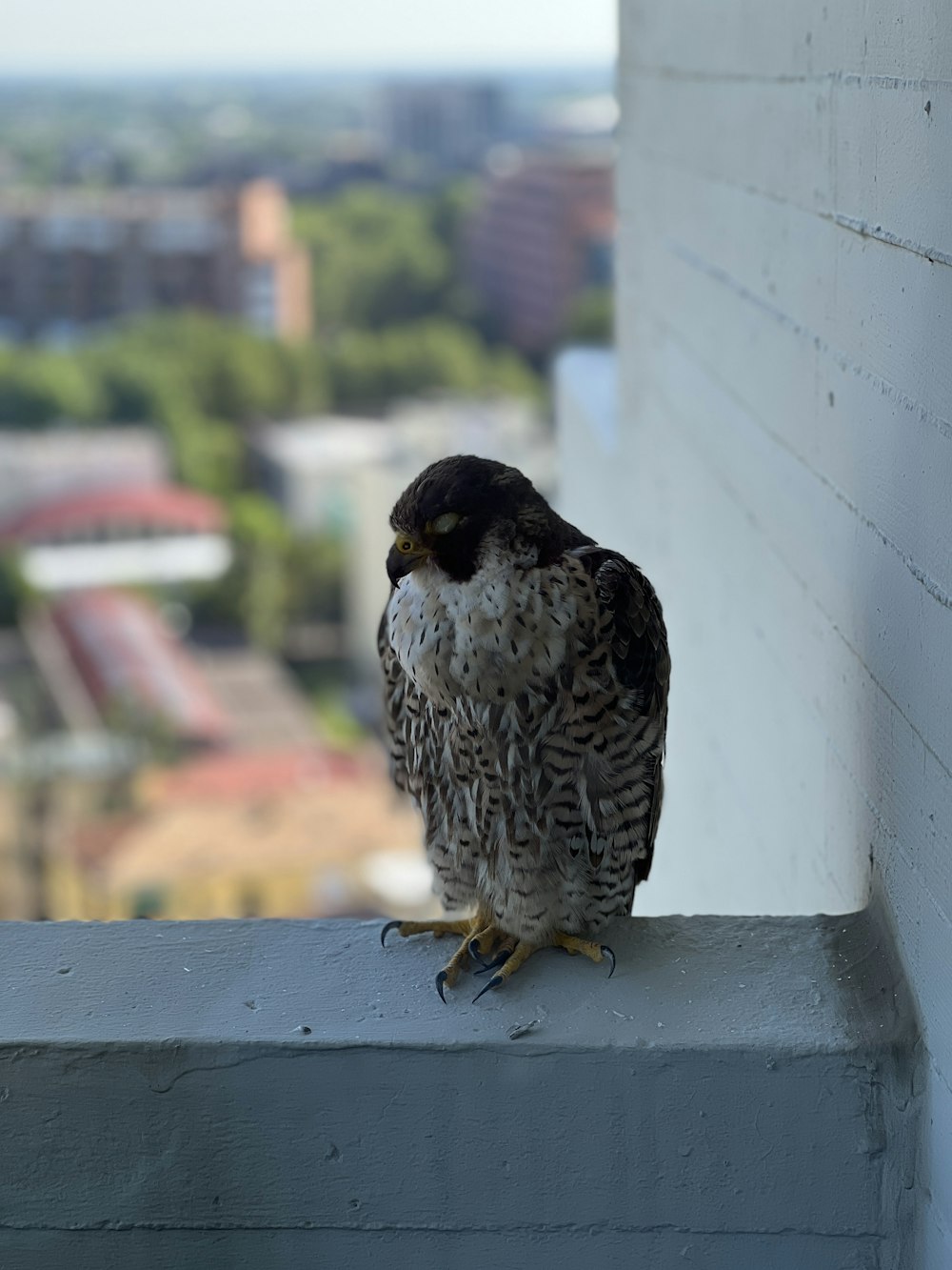 a bird sitting on the ledge of a building