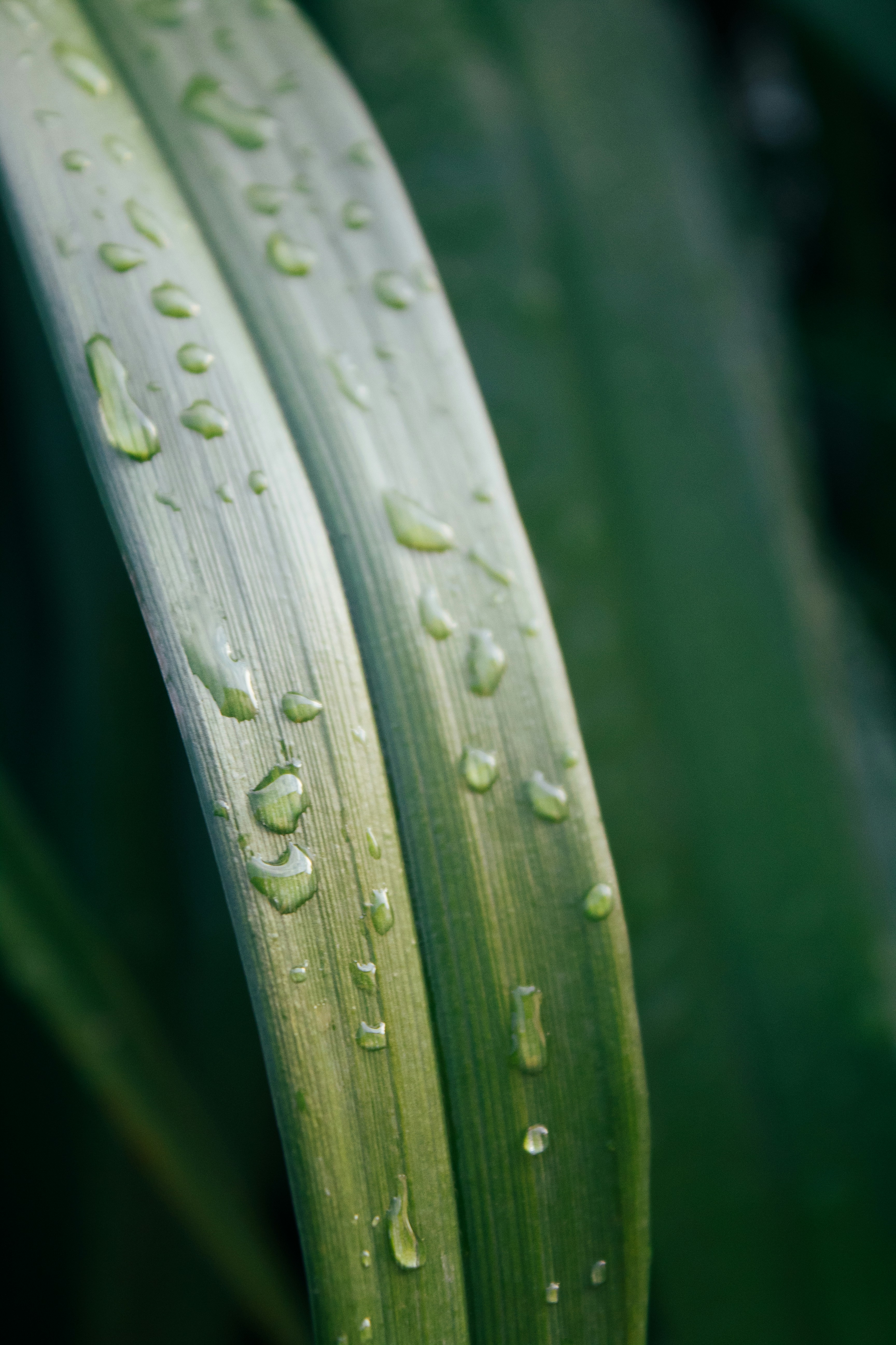 Photo by stefantamas