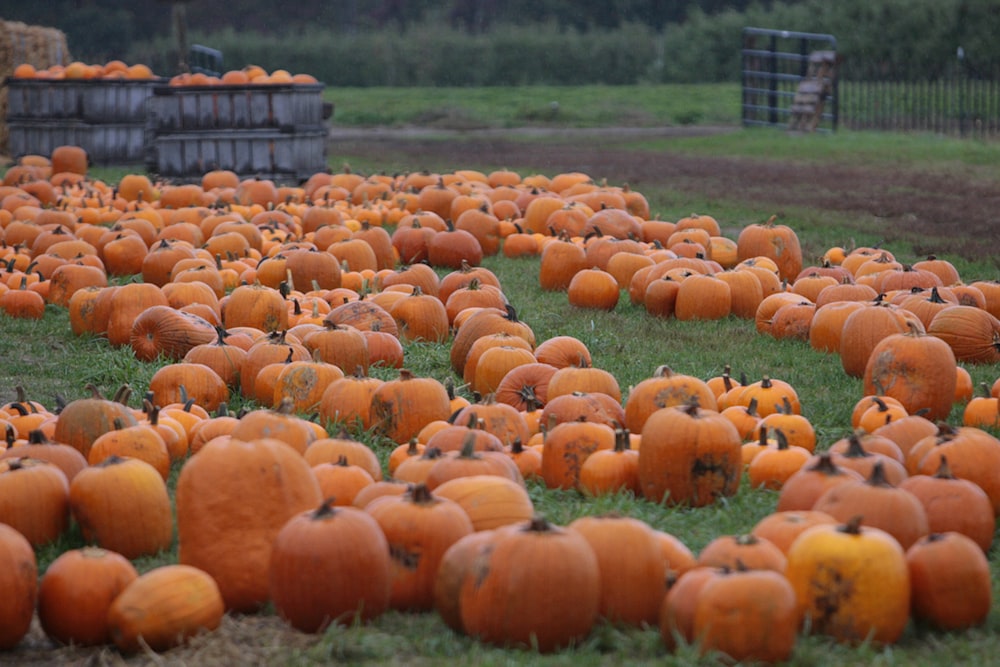 a field full of pumpkins sitting in the grass