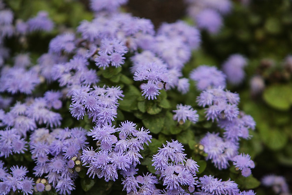 a close up of a bunch of purple flowers