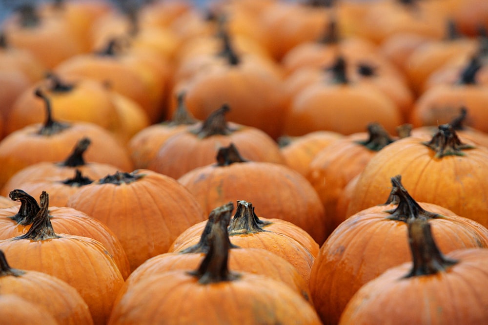 a large group of orange pumpkins sitting on top of each other