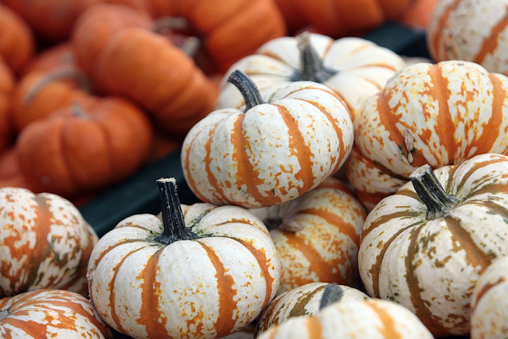 a pile of orange and white pumpkins sitting next to each other