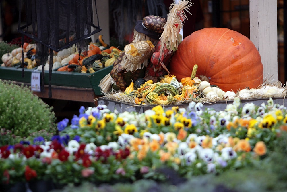 a display of flowers and pumpkins for sale